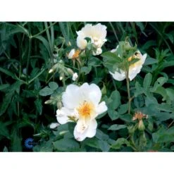 'Golden Wings' Rosa X 'Golden Wings' (Buskrose) A-Kvalitet,- Barrods Roser Min. 3 Grene -Plantetorvet Butik fi4346 rosa golden wings 88b0