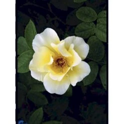 'Golden Wings' Rosa X 'Golden Wings' (Buskrose) A-Kvalitet,- Barrods Roser Min. 3 Grene -Plantetorvet Butik fi4346 rosa golden wings a33a