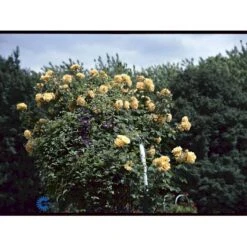 'Goldener Olymp'® Rosa X 'Goldener Olymp'® (Slyngrose) A-Kvalitet,- Barrods Roser Min. 3 Grene -Plantetorvet Butik fi4347 rosa goldener olymp e871