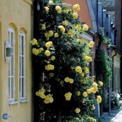 'Goldstern'® Rosa Kordesii 'Goldstern'® (Slyngrose) A-Kvalitet,- Barrods Roser Min. 3 Grene -Plantetorvet Butik fi4352 rosa goldstern 3cfe