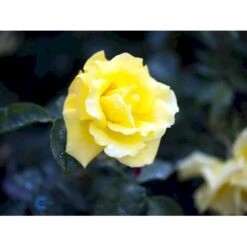 'Goldstern'® Rosa Kordesii 'Goldstern'® (Slyngrose) A-Kvalitet,- Barrods Roser Min. 3 Grene -Plantetorvet Butik fi4352 rosa goldstern 6d64