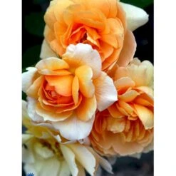 'Grace'™ Rosa X 'Grace'™ (Engelsk Rose) A-Kvalitet,- Barrods Roser Min. 3 Grene 14 'Grace'™ Rosa X 'Grace'™ (Engelsk Rose) A-Kvalitet,- Barrods Roser Min. 3 Grene -Plantetorvet Butik fi4355 rosa grace auskeppy 366e