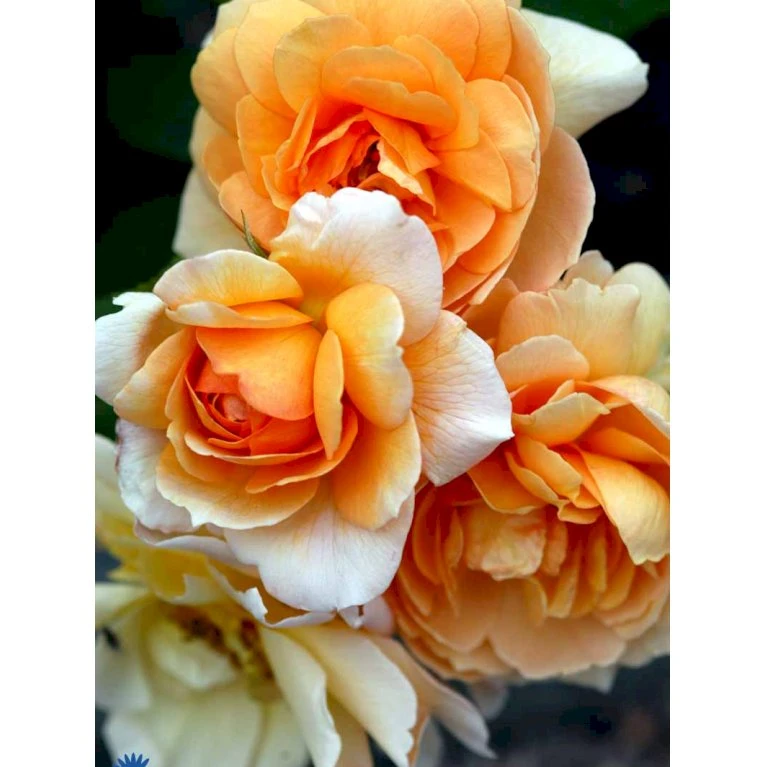 'Grace'™ Rosa X 'Grace'™ (Engelsk Rose) A-Kvalitet,- barrods roser min. 3 grene 'Grace'™ Rosa X 'Grace'™ (Engelsk Rose) A-Kvalitet,- Barrods Roser Min. 3 Grene -Plantetorvet Butik fi4355 rosa grace auskeppy 366e