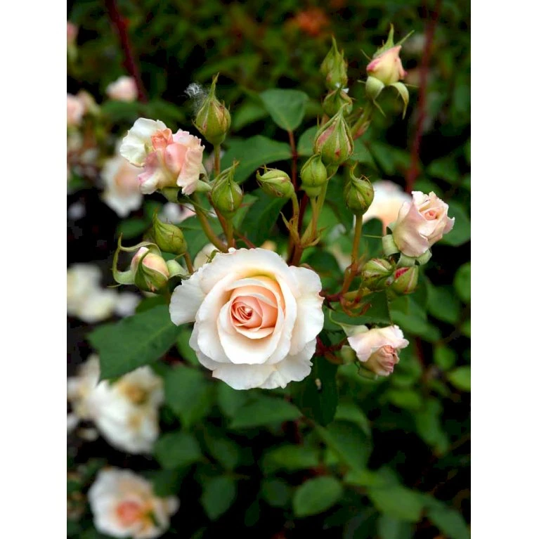 'Grace'™ Rosa X 'Grace'™ (Engelsk Rose) A-Kvalitet,- barrods roser min. 3 grene 'Grace'™ Rosa X 'Grace'™ (Engelsk Rose) A-Kvalitet,- Barrods Roser Min. 3 Grene -Plantetorvet Butik fi4355 rosa grace auskeppy 71fd