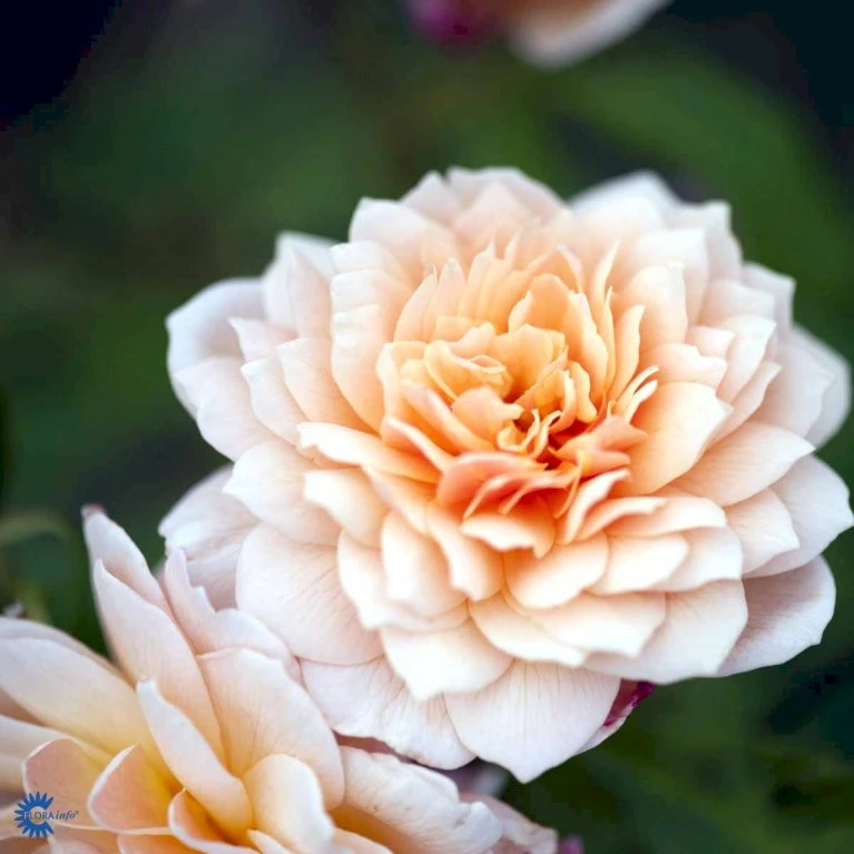 'Grace'™ Rosa X 'Grace'™ (Engelsk Rose) A-Kvalitet,- barrods roser min. 3 grene 'Grace'™ Rosa X 'Grace'™ (Engelsk Rose) A-Kvalitet,- Barrods Roser Min. 3 Grene -Plantetorvet Butik fi4355 rosa grace auskeppy b8ea