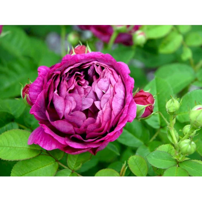 'Great Western' Rosa Bourboniana 'Great Western' (Bourbonrose) A-Kvalitet,- barrods roser min. 3 grene 'Great Western' Rosa Bourboniana 'Great Western' (Bourbonrose) A-Kvalitet,- Barrods Roser Min. 3 Grene -Plantetorvet Butik fi4365 rosa great western 8c33