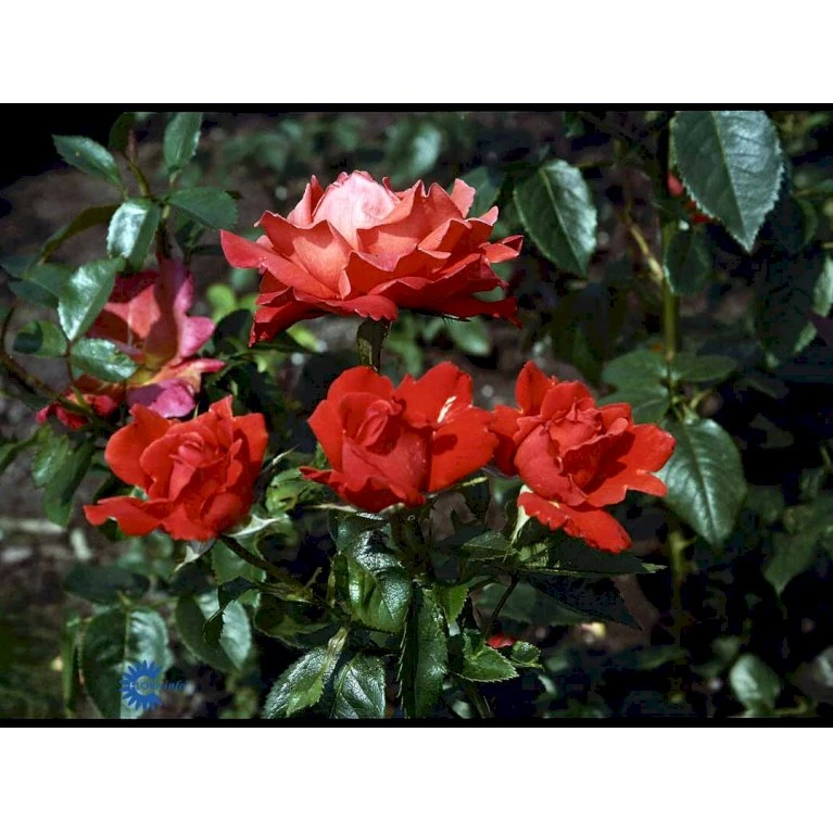 'Alexander' Rosa X 'Alexander' (storblomstrende) A-Kvalitet,- barrods roser min. 3 grene 'Alexander' Rosa X 'Alexander' (storblomstrende) A-Kvalitet,- Barrods Roser Min. 3 Grene -Plantetorvet Butik fi4395 rosa harlex 5479