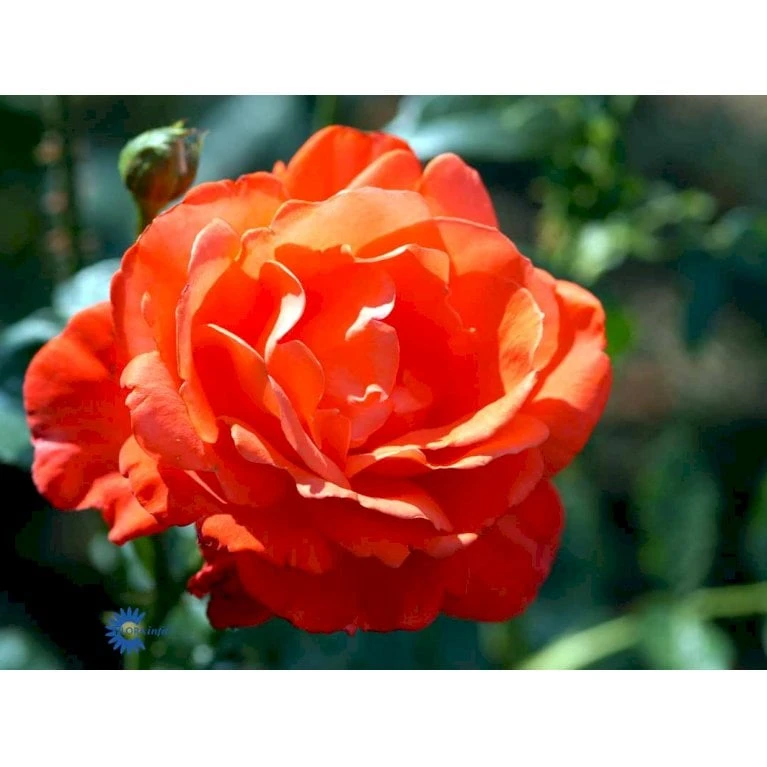 'Alexander' Rosa X 'Alexander' (storblomstrende) A-Kvalitet,- barrods roser min. 3 grene 'Alexander' Rosa X 'Alexander' (storblomstrende) A-Kvalitet,- Barrods Roser Min. 3 Grene -Plantetorvet Butik fi4395 rosa harlex b494