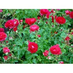 Bunddækkende Rose Rosa 'Heidefeuer®' 3,0 Liter Potte 4 Bunddækkende Rose Rosa 'Heidefeuer®' 3,0 Liter Potte -Plantetorvet Butik fi4410 rosa heidefeuer 1f7b