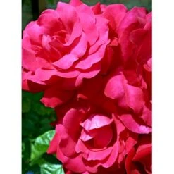 'Heidelberg'® Rosa Kordesii 'Heidelberg'® (Slyngrose) A-Kvalitet,- Barrods Roser Min. 3 Grene -Plantetorvet Butik fi4412 rosa heidelberg cb92