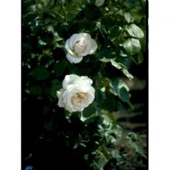 'Helena™ Renaissance'® Rosa X 'Helena™ Renaissance'® (Renaissancerose) A-Kvalitet,- Barrods Roser Min. 3 Grene -Plantetorvet Butik fi4419 rosa helena poulna n c4e6