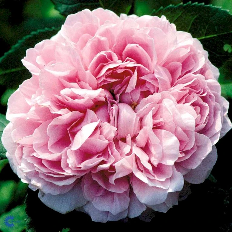 'Jacques Cartier' Rosa Portlandica 'Jacques Cartier' (Portlandrose) A-Kvalitet,- barrods roser min. 3 grene 'Jacques Cartier' Rosa Portlandica 'Jacques Cartier' (Portlandrose) A-Kvalitet,- Barrods Roser Min. 3 Grene -Plantetorvet Butik fi4472 rosa jacques cartier 1904