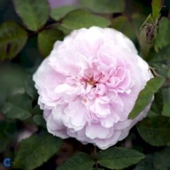 'Jacques Cartier' Rosa Portlandica 'Jacques Cartier' (Portlandrose) A-Kvalitet,- Barrods Roser Min. 3 Grene 6 'Jacques Cartier' Rosa Portlandica 'Jacques Cartier' (Portlandrose) A-Kvalitet,- Barrods Roser Min. 3 Grene -Plantetorvet Butik fi4472 rosa jacques cartier 79c8