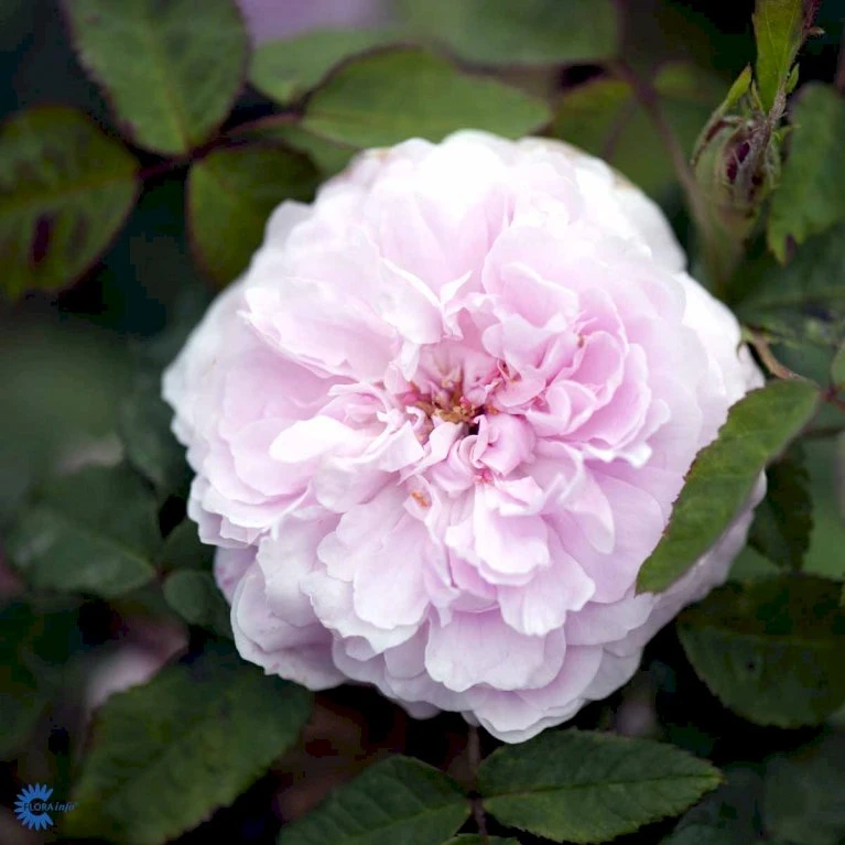 'Jacques Cartier' Rosa Portlandica 'Jacques Cartier' (Portlandrose) A-Kvalitet,- barrods roser min. 3 grene 'Jacques Cartier' Rosa Portlandica 'Jacques Cartier' (Portlandrose) A-Kvalitet,- Barrods Roser Min. 3 Grene -Plantetorvet Butik fi4472 rosa jacques cartier 79c8