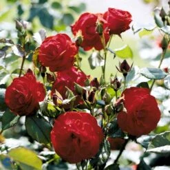 'Lichterloh'® Rosa X 'Lichterloh'® (Buketrose) A-Kvalitet,- Barrods Roser Min. 3 Grene 4 'Lichterloh'® Rosa X 'Lichterloh'® (Buketrose) A-Kvalitet,- Barrods Roser Min. 3 Grene -Plantetorvet Butik fi4597 rosa lichterloh cc89