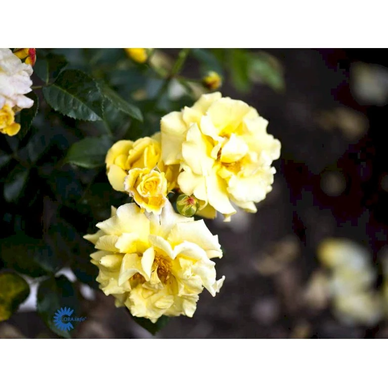 'Lichtkönigin Lucia'® Rosa X 'Lichtkönigin Lucia'® (Buketrose) A-Kvalitet,- barrods roser min. 3 grene 'Lichtkönigin Lucia'® Rosa X 'Lichtkönigin Lucia'® (Buketrose) A-Kvalitet,- Barrods Roser Min. 3 Grene -Plantetorvet Butik fi4598 rosa lichtkoenigin lucia 25a2