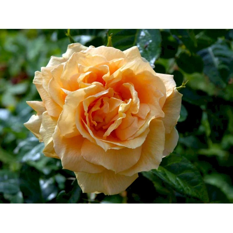 'Lichtkönigin Lucia'® Rosa X 'Lichtkönigin Lucia'® (Buketrose) A-Kvalitet,- barrods roser min. 3 grene 'Lichtkönigin Lucia'® Rosa X 'Lichtkönigin Lucia'® (Buketrose) A-Kvalitet,- Barrods Roser Min. 3 Grene -Plantetorvet Butik fi4598 rosa lichtkoenigin lucia 9b5c