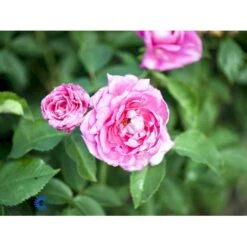 'Magna Charta' Rosa Remontant 'Magna Charta' (Remontantrose) A-Kvalitet,- Barrods Roser Min. 3 Grene -Plantetorvet Butik fi4637 rosa magna charta 9036