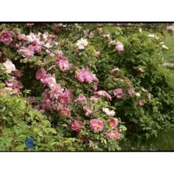 'Marguerite Hilling' Rosa Moyesii 'Marguerite Hilling' (Mandarinrose) A-Kvalitet,- Barrods Roser Min. 3 Grene 7 'Marguerite Hilling' Rosa Moyesii 'Marguerite Hilling' (Mandarinrose) A-Kvalitet,- Barrods Roser Min. 3 Grene -Plantetorvet Butik fi4659 rosa marguerite hilling 369f