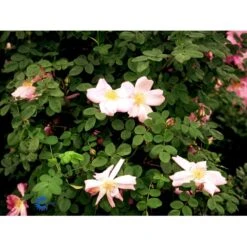 'Marguerite Hilling' Rosa Moyesii 'Marguerite Hilling' (Mandarinrose) A-Kvalitet,- Barrods Roser Min. 3 Grene 6 'Marguerite Hilling' Rosa Moyesii 'Marguerite Hilling' (Mandarinrose) A-Kvalitet,- Barrods Roser Min. 3 Grene -Plantetorvet Butik fi4659 rosa marguerite hilling 6964