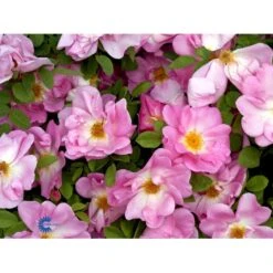 'Marguerite Hilling' Rosa Moyesii 'Marguerite Hilling' (Mandarinrose) A-Kvalitet,- Barrods Roser Min. 3 Grene 5 'Marguerite Hilling' Rosa Moyesii 'Marguerite Hilling' (Mandarinrose) A-Kvalitet,- Barrods Roser Min. 3 Grene -Plantetorvet Butik fi4659 rosa marguerite hilling a342