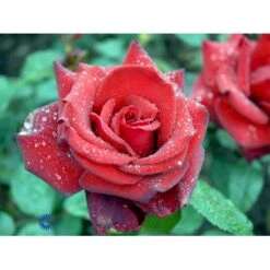 'Miss Schweiz'® Rosa X 'Miss Schweiz'® (Storblomstrende) 3,0 Liter Potte 6 'Miss Schweiz'® Rosa X 'Miss Schweiz'® (Storblomstrende) 3,0 Liter Potte -Plantetorvet Butik fi4706 rosa miss schweiz d684