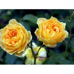 'Molineux' Rosa X 'Molineux' (Engelsk Rose) A-Kvalitet,- Barrods Roser Min. 3 Grene -Plantetorvet Butik fi4723 rosa molineux ausmol 44af