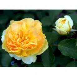 'Molineux' Rosa X 'Molineux' (Engelsk Rose) A-Kvalitet,- Barrods Roser Min. 3 Grene -Plantetorvet Butik fi4723 rosa molineux ausmol 895f
