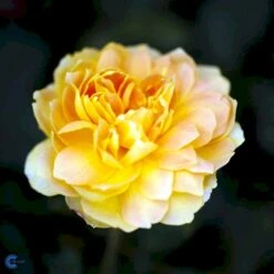 'Molineux' Rosa X 'Molineux' (Engelsk Rose) A-Kvalitet,- Barrods Roser Min. 3 Grene -Plantetorvet Butik fi4723 rosa molineux ausmol a1be