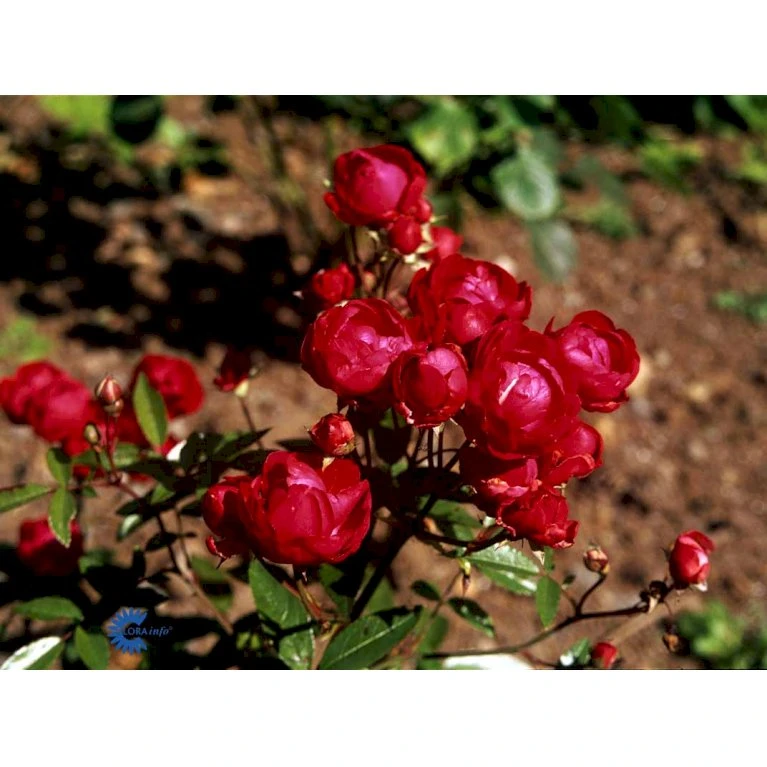 'Morsdag' Rosa X 'Morsdag' (miniaturerose) A-Kvalitet,- barrods roser min. 3 grene 'Morsdag' Rosa X 'Morsdag' (miniaturerose) A-Kvalitet,- Barrods Roser Min. 3 Grene -Plantetorvet Butik fi4732 rosa mors dag 6dd4