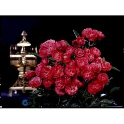 'Morsdag' Rosa X 'Morsdag' (miniaturerose) A-Kvalitet,- Barrods Roser Min. 3 Grene 5 'Morsdag' Rosa X 'Morsdag' (miniaturerose) A-Kvalitet,- Barrods Roser Min. 3 Grene -Plantetorvet Butik fi4732 rosa mors dag df37