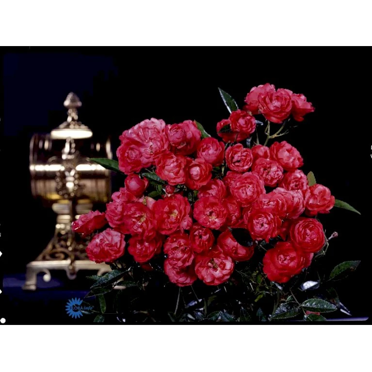 'Morsdag' Rosa X 'Morsdag' (miniaturerose) A-Kvalitet,- barrods roser min. 3 grene 'Morsdag' Rosa X 'Morsdag' (miniaturerose) A-Kvalitet,- Barrods Roser Min. 3 Grene -Plantetorvet Butik fi4732 rosa mors dag df37