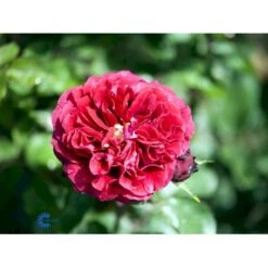 'Nadia™ Renaissance'® Rosa X 'Nadia™ Renaissance'® A-Kvalitet,- Barrods Roser Min. 3 Grene 6 'Nadia™ Renaissance'® Rosa X 'Nadia™ Renaissance'® A-Kvalitet,- Barrods Roser Min. 3 Grene -Plantetorvet Butik fi4749 rosa nadia poulen007 n a1ce