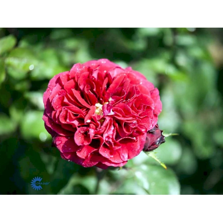 'Nadia™ Renaissance'® Rosa X 'Nadia™ Renaissance'® A-Kvalitet,- barrods roser min. 3 grene 'Nadia™ Renaissance'® Rosa X 'Nadia™ Renaissance'® A-Kvalitet,- Barrods Roser Min. 3 Grene -Plantetorvet Butik fi4749 rosa nadia poulen007 n a1ce