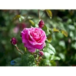 'Naomi™ Renaissance'® Rosa X 'Naomi™ Renaissance'® (Renaissancerose) A-Kvalitet,- Barrods Roser Min. 3 Grene -Plantetorvet Butik fi4752 rosa naomi poulen022 n 824c