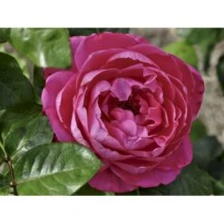 'Naomi™ Renaissance'® Rosa X 'Naomi™ Renaissance'® (Renaissancerose) A-Kvalitet,- Barrods Roser Min. 3 Grene -Plantetorvet Butik fi4752 rosa naomi poulen022 n b5f1