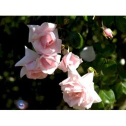 'New Dawn' Rosa X 'New Dawn' (Slyngrose) A-Kvalitet,- Barrods Roser Min. 3 Grene -Plantetorvet Butik fi4758 rosa new dawn 6bbd