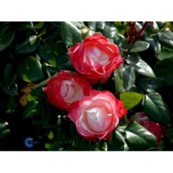 'Nostalgie'® Rosa X 'Nostalgie'® (Storblomstrende) A-Kvalitet,- Barrods Roser Min. 3 Grene 9 'Nostalgie'® Rosa X 'Nostalgie'® (Storblomstrende) A-Kvalitet,- Barrods Roser Min. 3 Grene -Plantetorvet Butik fi4772 rosa nostalgie 8612