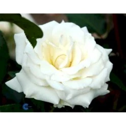 'Pascali' Rosa X 'Pascali' (Storblomstrende) A-Kvalitet,- Barrods Roser Min. 3 Grene -Plantetorvet Butik fi4819 rosa pascali 170e