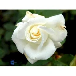 'Pascali' Rosa X 'Pascali' (Storblomstrende) A-Kvalitet,- Barrods Roser Min. 3 Grene -Plantetorvet Butik fi4819 rosa pascali 50c7