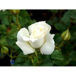 'Pascali' Rosa X 'Pascali' (Storblomstrende) A-Kvalitet,- Barrods Roser Min. 3 Grene -Plantetorvet Butik fi4819 rosa pascali 6921