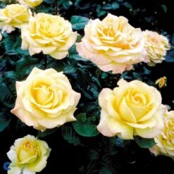 'Peer Gynt'® Rosa X 'Peer Gynt'® (Storblomstrende) A-Kvalitet,- Barrods Roser Min. 3 Grene 7 'Peer Gynt'® Rosa X 'Peer Gynt'® (Storblomstrende) A-Kvalitet,- Barrods Roser Min. 3 Grene -Plantetorvet Butik fi4843 rosa peer gynt n dc37