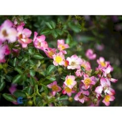 'Pink Cover'® Rosa X 'Pink Cover'® (Bunddækkerose) A-Kvalitet,- Barrods Roser Min. 3 Grene -Plantetorvet Butik fi4864 rosa pink cover poulnoz n 15c6