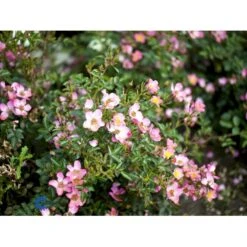 'Pink Cover'® Rosa X 'Pink Cover'® (Bunddækkerose) A-Kvalitet,- Barrods Roser Min. 3 Grene -Plantetorvet Butik fi4864 rosa pink cover poulnoz n 3179