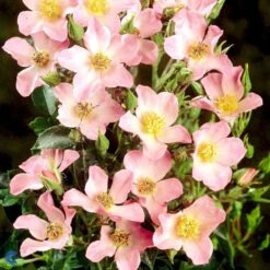 'Pink Cover'® Rosa X 'Pink Cover'® (Bunddækkerose) A-Kvalitet,- Barrods Roser Min. 3 Grene -Plantetorvet Butik fi4864 rosa pink cover poulnoz n df9a