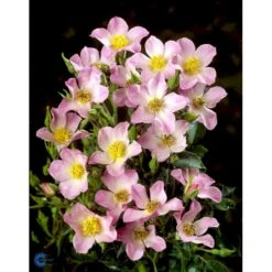 'Pink Cover'® Rosa X 'Pink Cover'® (Bunddækkerose) A-Kvalitet,- Barrods Roser Min. 3 Grene -Plantetorvet Butik fi4864 rosa pink cover poulnoz n fea8