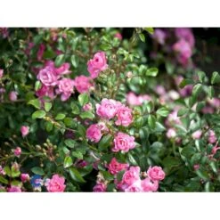 'The Fairy' Rosa X 'The Fairy' (Bunddækkerose) A-Kvalitet,- Barrods Roser Min. 3 Grene 7 'The Fairy' Rosa X 'The Fairy' (Bunddækkerose) A-Kvalitet,- Barrods Roser Min. 3 Grene -Plantetorvet Butik fi4866 rosa pink fairy 2a58