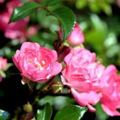 'The Fairy' Rosa X 'The Fairy' (Bunddækkerose) A-Kvalitet,- Barrods Roser Min. 3 Grene 8 'The Fairy' Rosa X 'The Fairy' (Bunddækkerose) A-Kvalitet,- Barrods Roser Min. 3 Grene -Plantetorvet Butik fi4866 rosa pink fairy 3400