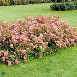 'The Fairy' Rosa X 'The Fairy' (Bunddækkerose) A-Kvalitet,- Barrods Roser Min. 3 Grene 10 'The Fairy' Rosa X 'The Fairy' (Bunddækkerose) A-Kvalitet,- Barrods Roser Min. 3 Grene -Plantetorvet Butik fi4866 rosa pink fairy 7a0d