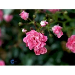 'The Fairy' Rosa X 'The Fairy' (Bunddækkerose) A-Kvalitet,- Barrods Roser Min. 3 Grene 9 'The Fairy' Rosa X 'The Fairy' (Bunddækkerose) A-Kvalitet,- Barrods Roser Min. 3 Grene -Plantetorvet Butik fi4866 rosa pink fairy 8541